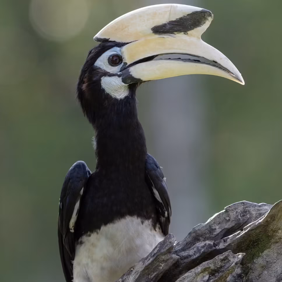 Oriental pied hornbill perched on a branch