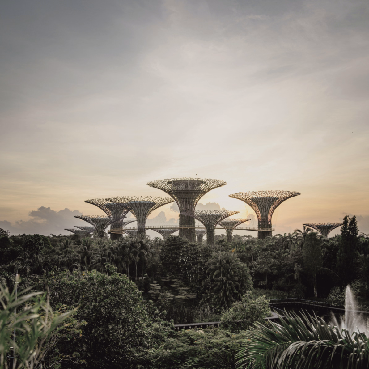 Supertree Grove at Gardens by the Bay, Singapore, at dusk