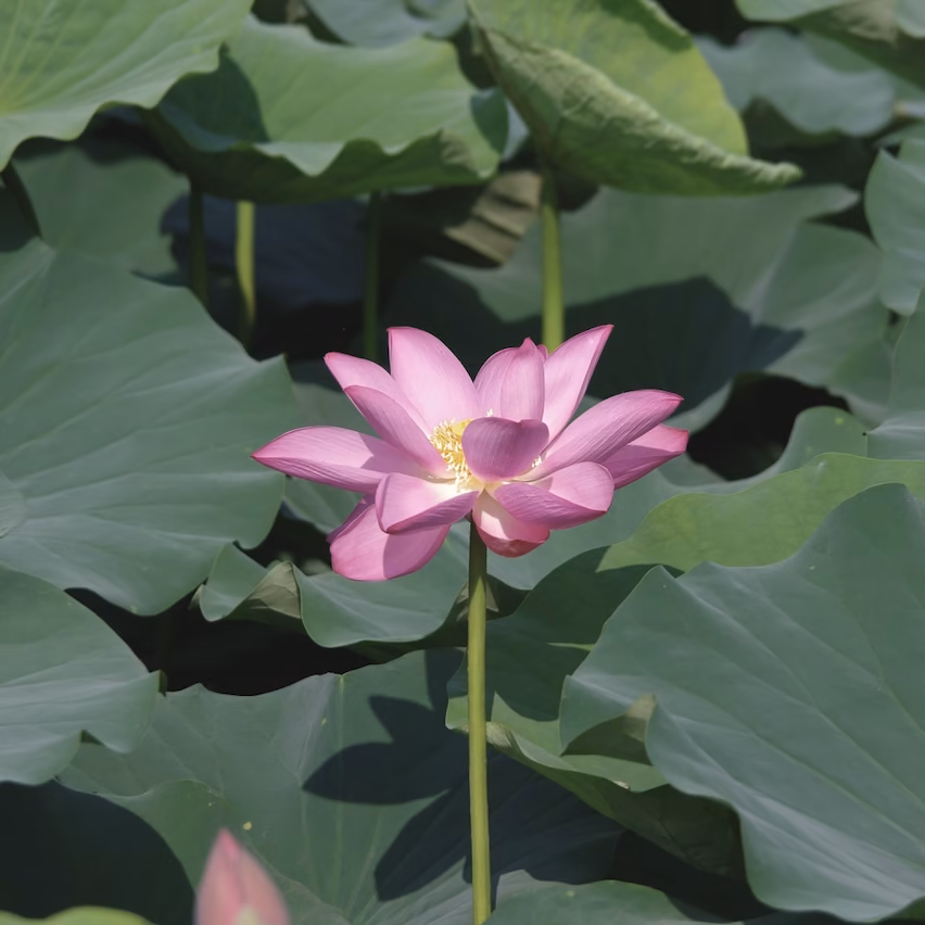 Pink lotus flower among green leaves